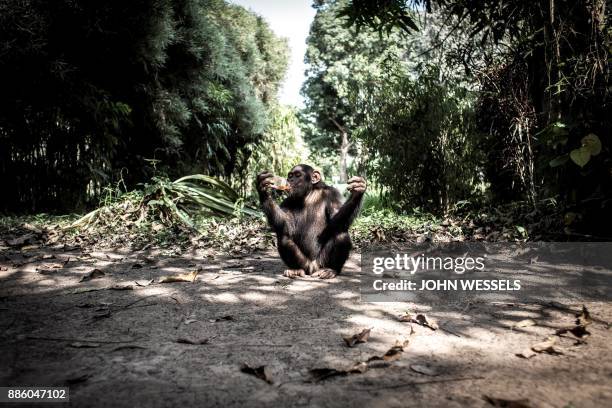 The local Chimpanzee, Boss, drinks a soda in the derelict Gbadolite Botanical Gardens, build by former president of the Democratic Republic of the...