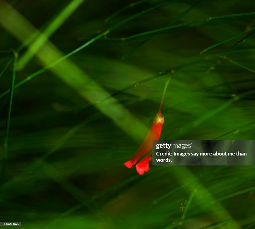 A tiny coral plant in a very windy day. Close up.