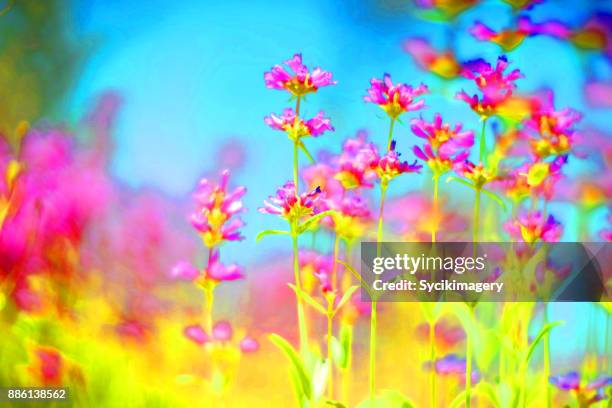 saturated, vibrant colored flower scene - drug trip stock pictures, royalty-free photos & images