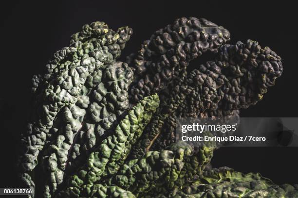 kale cavolo nero in sunlight - kale bunch stock pictures, royalty-free photos & images