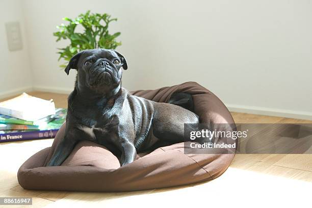 black pug resting on his mat, looking up - beanbag photos et images de collection