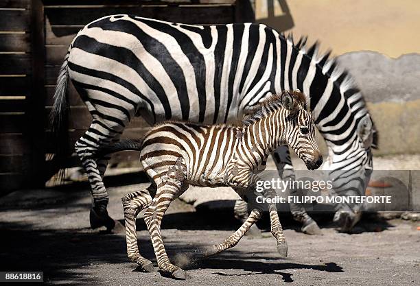 Primo, a 3 day-old Grants zebra frolics in his pen by his mother at Rome's Bioparco Zoo on June 22, 2009. Primo is the first zebra to be born at the...