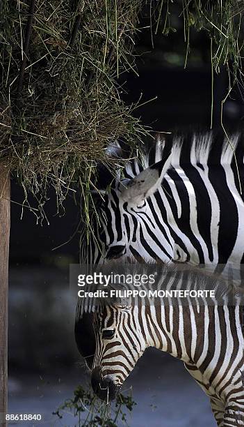 Primo, a 3 day-old Grants zebra eats with his mother at Rome's Bioparco Zoo on June 22, 2009. Primo is the first zebra to be born at the zoo in...