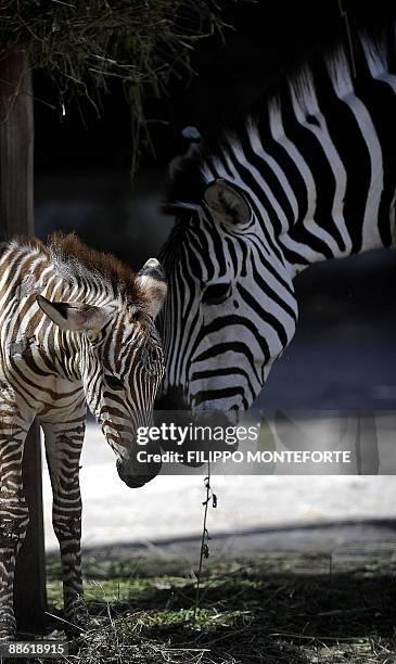 Primo, a 3 day-old Grants zebra stands by his mother at Rome's Bioparco Zoo on June 22, 2009. Primo is the first zebra to be born at the zoo in...