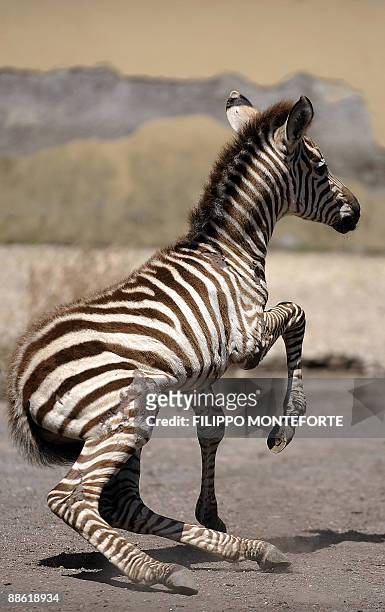 Primo, a 3 day-old Grants zebra tries to stand up at Rome's Bioparco Zoo on June 22, 2009. Primo is the first zebra to be born at the zoo in decades....