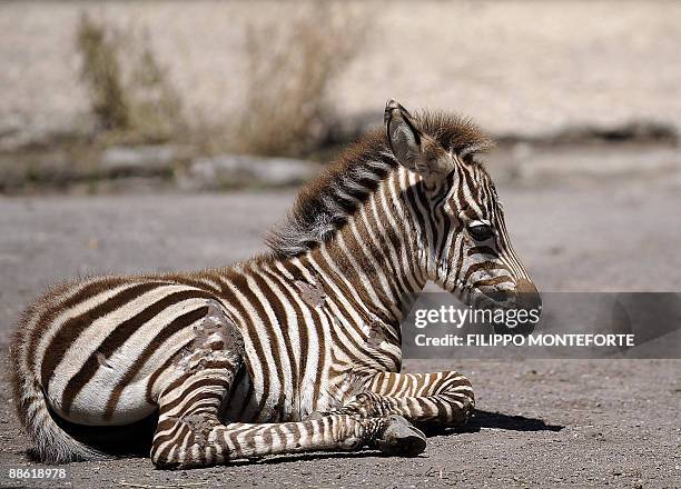 Primo, a 3 day-old Grants zebra sits at Rome's Bioparco Zoo on June 22, 2009. Primo is the first zebra to be born at the zoo in decades. AFP PHOTO /...