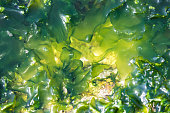 Algae seaweed at coast of Rio de Janeiro Brazil