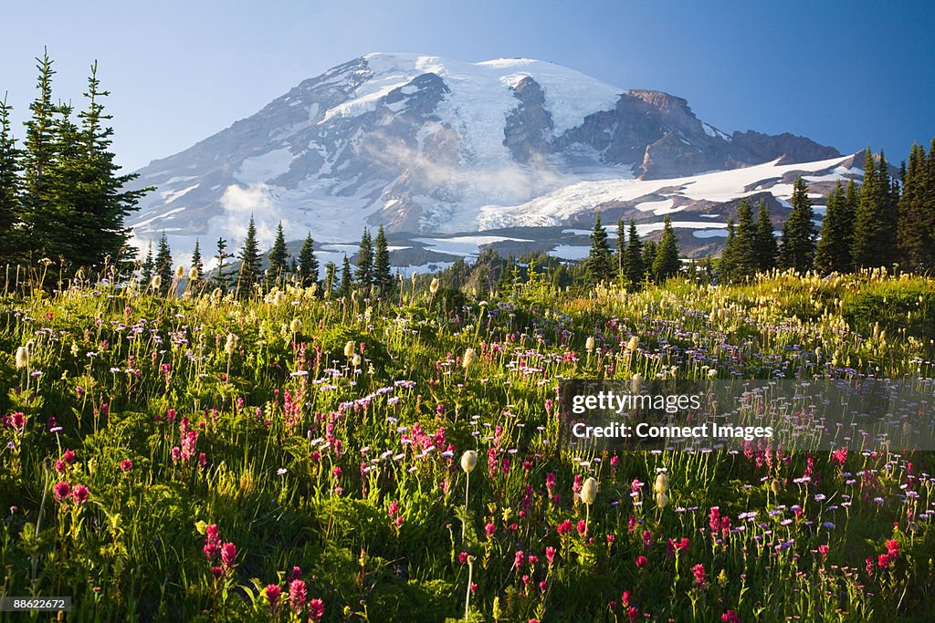 Mount rainier