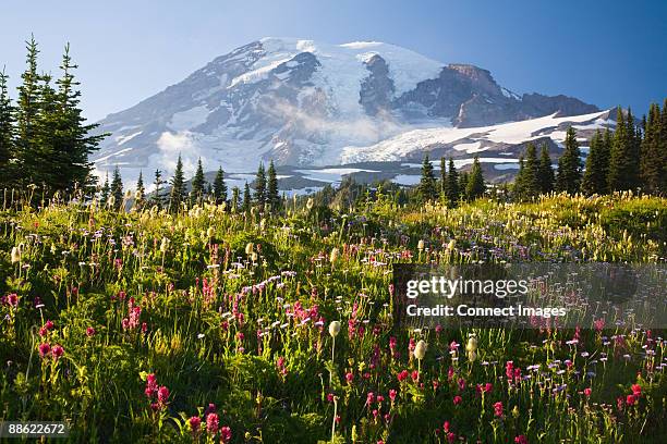 mount rainier - mount rainier nationalpark stock-fotos und bilder