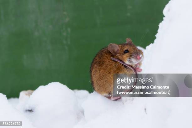 413 Snow Mouse Photos and Premium High Res Pictures - Getty Images