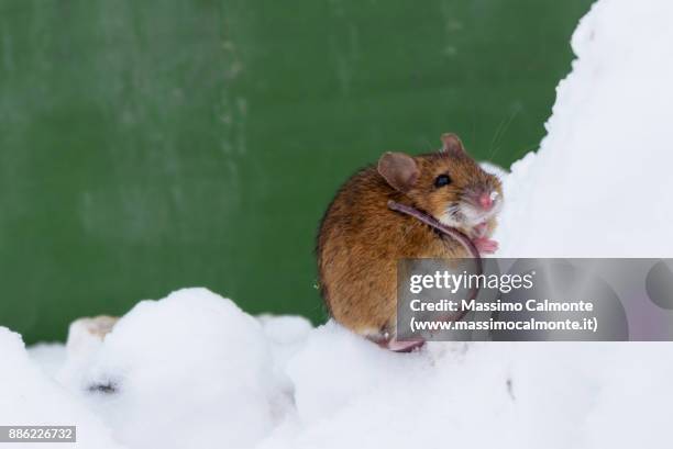 413 Snow Mouse Photos and Premium High Res Pictures - Getty Images 413 Snow Mouse Photos and Premium High Res Pictures - Getty Images