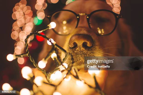 mischief dog in christmas time - naughty christmas ornaments stock pictures, royalty-free photos & images