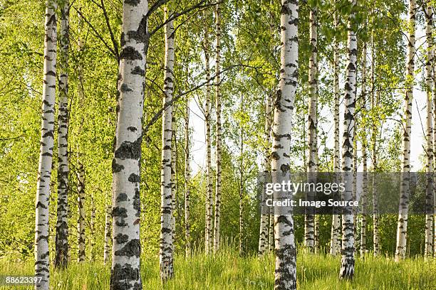 forest of birch trees - birch forest stock-fotos und bilder
