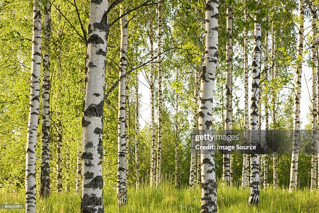 Forest of birch trees