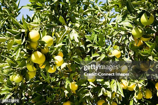 Grapefruit tree Grapefruit tree