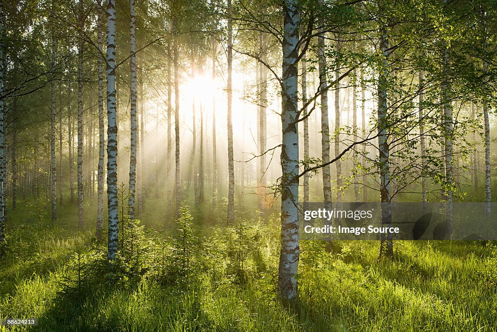 Sunlight in forest of birch trees