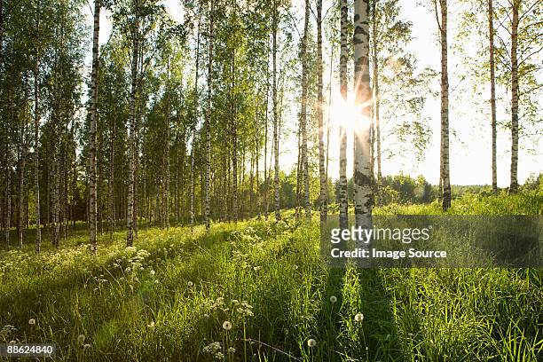 sunlight in forest of birch trees - birch forest stock-fotos und bilder