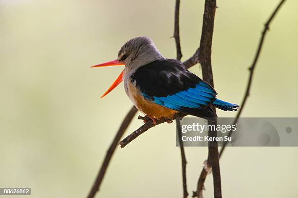 grey-headed kingfisher(halcyon leucocephala) - gray headed kingfisher stock-fotos und bilder