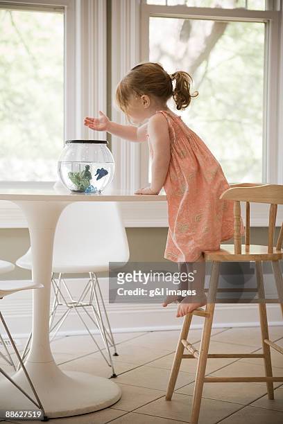 toddler feeding fish - feeding fish stock pictures, royalty-free photos & images