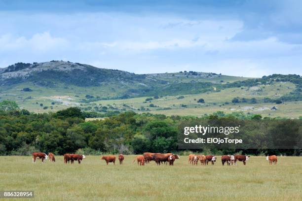 rural scene in maldonado, uruguay - uruguay food stock pictures, royalty-free photos & images