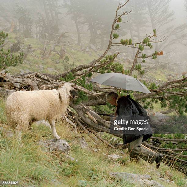 Jemine Zecja, aged 70, and one of her sheep called "Nuse", meaning wife. Jemine knows all her 40 sheep by name, and says they are her companions. In...