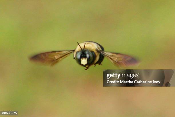 497 Fastest Flying Insect Stock Photos, High-Res Pictures, and Images ...