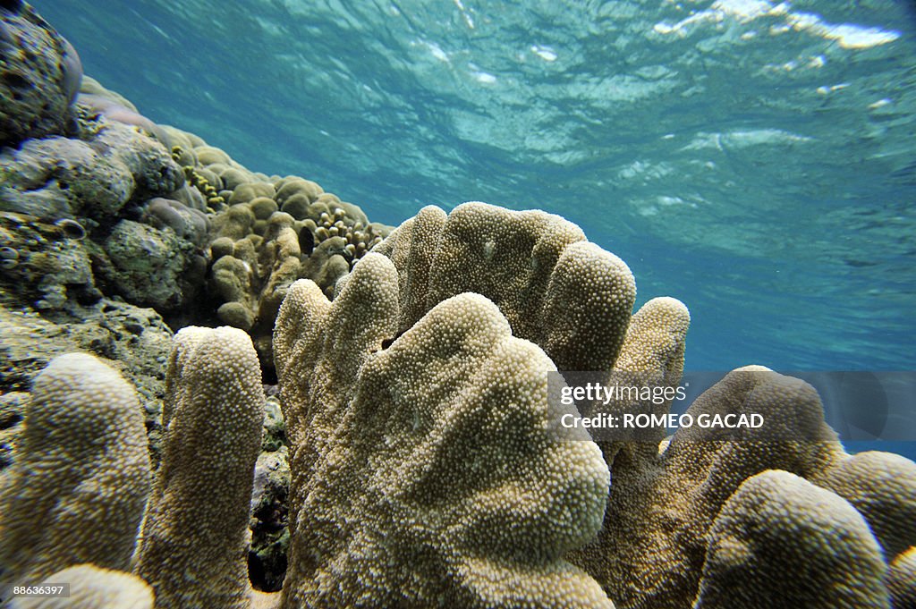 Corals grow at the protected Bunaken Isl