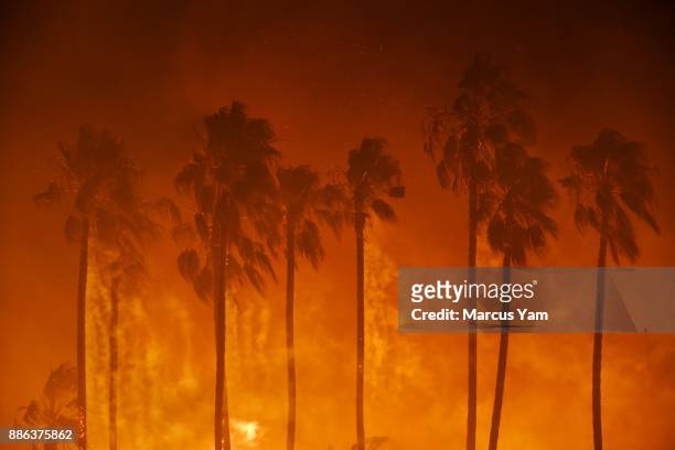 Smoke blows out of the burning palm trees as brush fire threaten homes on December 5, 2017 in Ventura, California.