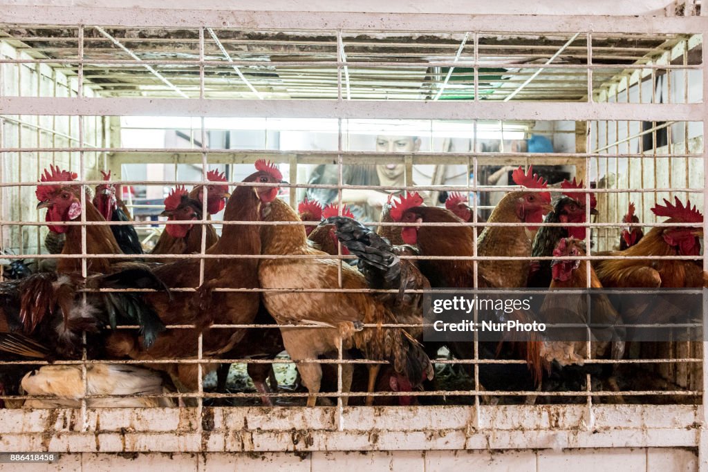Chicken market in Agadir
