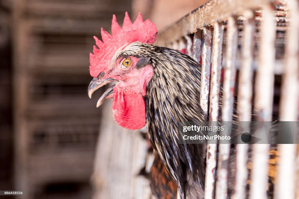 Chicken market in Agadir