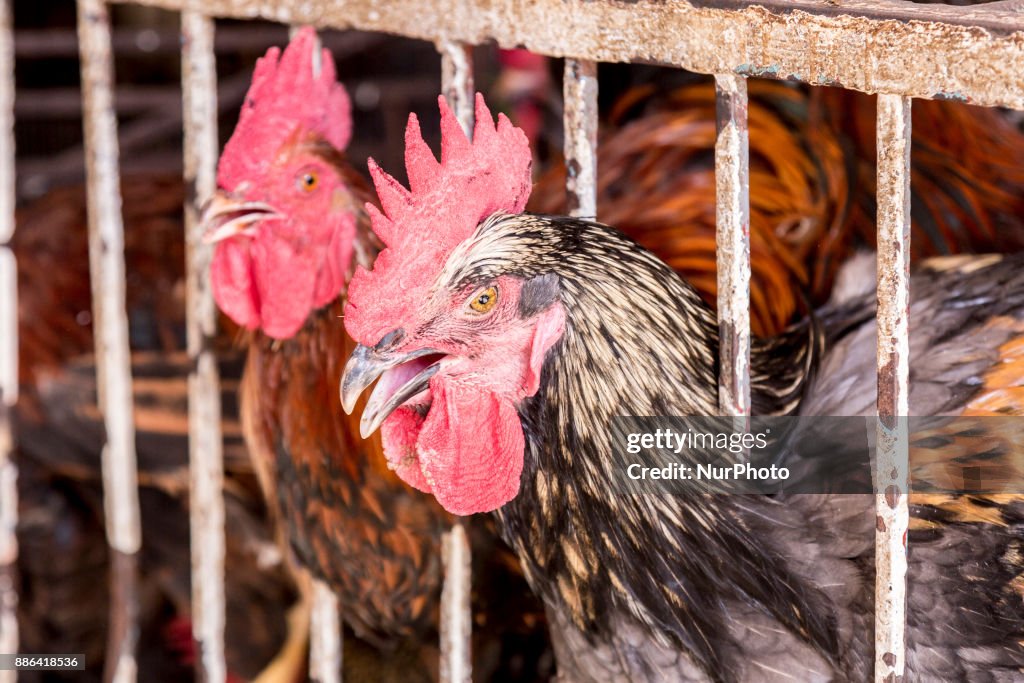 Chicken market in Agadir