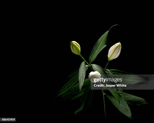 still-life shot of un-opened lilies - bud stock pictures, royalty-free photos & images