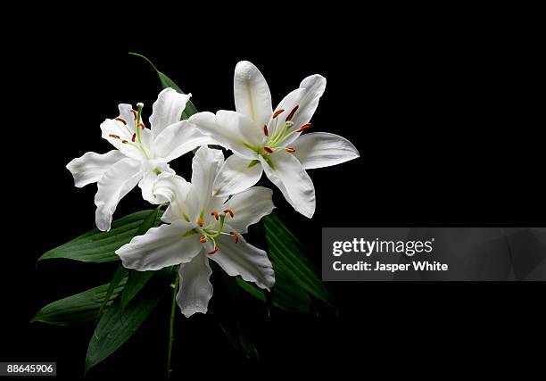 still-life shot of lilies - lily of the valley stockfoto's en -beelden