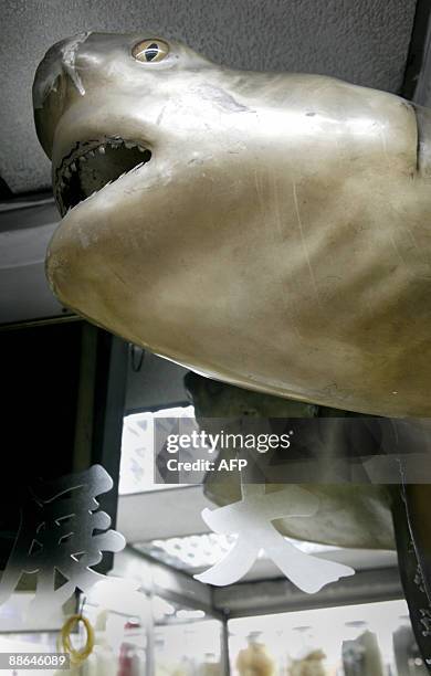 File picture of a life-size shark hanging on the wall in a retailer, in busy streets of Central in Hong Kong on November 12, 2008. Many big shark...