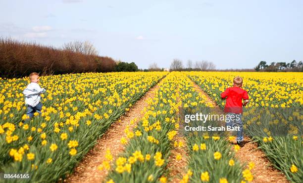 yellow path field  - field of daffodils 個照片及圖片檔