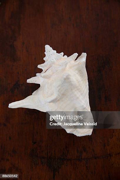 conch shell on table - the cayes stock pictures, royalty-free photos & images