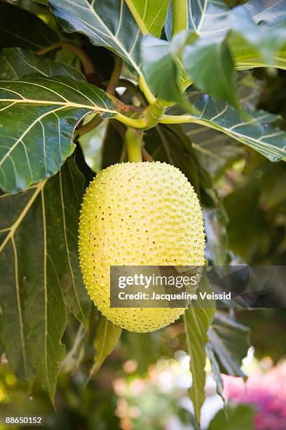 bread fruit, belize - the cayes stock pictures, royalty-free photos & images
