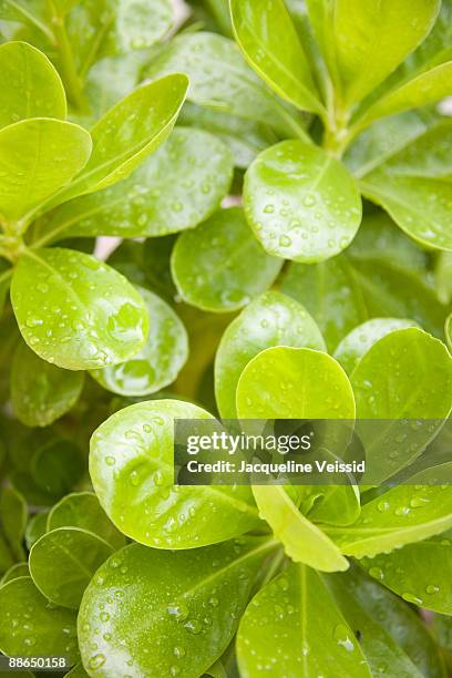 lush green plant with water drops - the cayes stock pictures, royalty-free photos & images