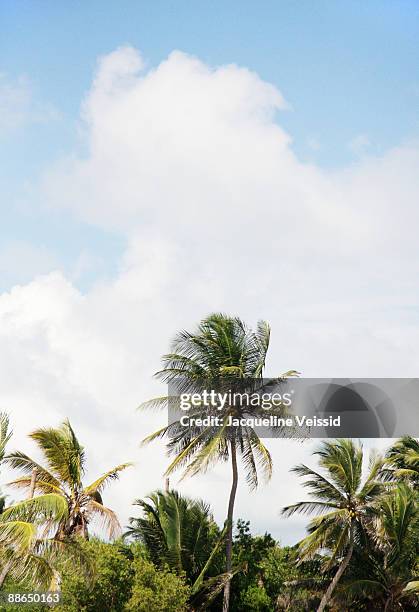 palm trees on san pedro island, belize - ambergris caye stock pictures, royalty-free photos & images