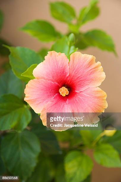 tropical flower  - the cayes stock pictures, royalty-free photos & images