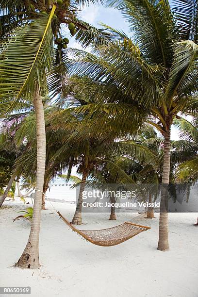 hammock hanging between palm trees - ambergris caye bildbanksfoton och bilder