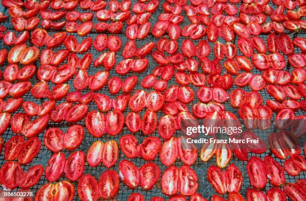 drying tomatoes, tavoliere de foggia, apulia, italy - tavoliere stock pictures, royalty-free photos & images