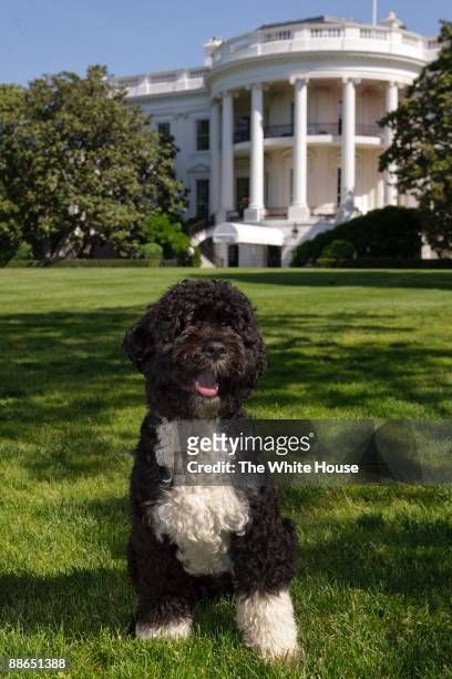 In this handout image provided by The White House, the official portrait of the Obama family dog "Bo", a Portuguese water dog, on the South Lawn of...