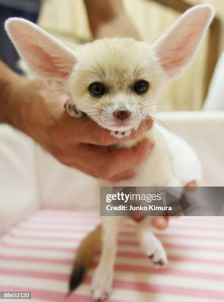 Baby Fennec is seen at Sunshine International Aquarium on June 24, 2009 in Tokyo, Japan. The small nocturnal fox babies were born on May 17 and...