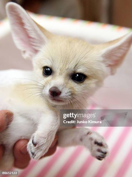 Baby Fennec is seen at Sunshine International Aquarium on June 24, 2009 in Tokyo, Japan. The small nocturnal fox babies were born on May 17 and...