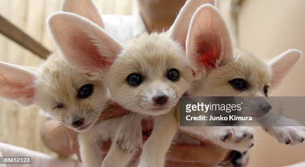 Baby Fennecs are seen at Sunshine International Aquarium on June 24, 2009 in Tokyo, Japan. The small nocturnal fox babies were born on May 17 and...