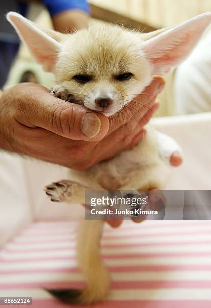 Baby Fennec is seen at Sunshine International Aquarium on June 24, 2009 in Tokyo, Japan. The small nocturnal fox babies were born on May 17 and...