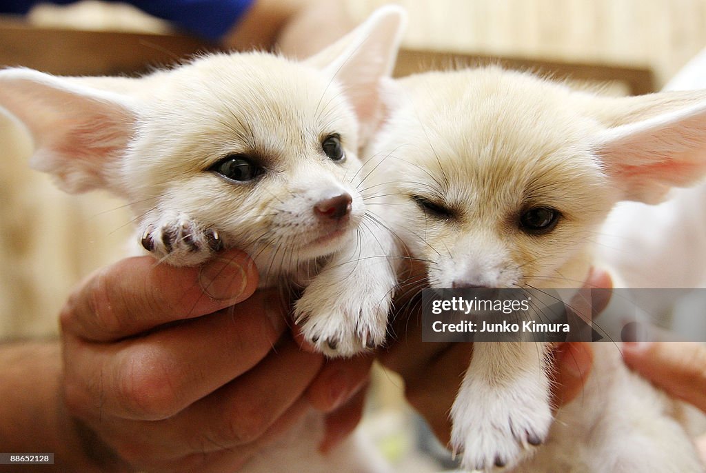 Sunshine International Aquarium Reveals Fennec Babies