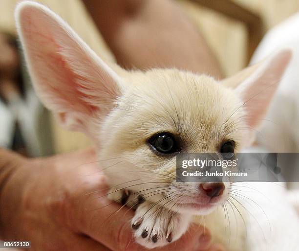 Baby Fennec is seen at Sunshine International Aquarium on June 24, 2009 in Tokyo, Japan. The small nocturnal fox babies were born on May 17 and...