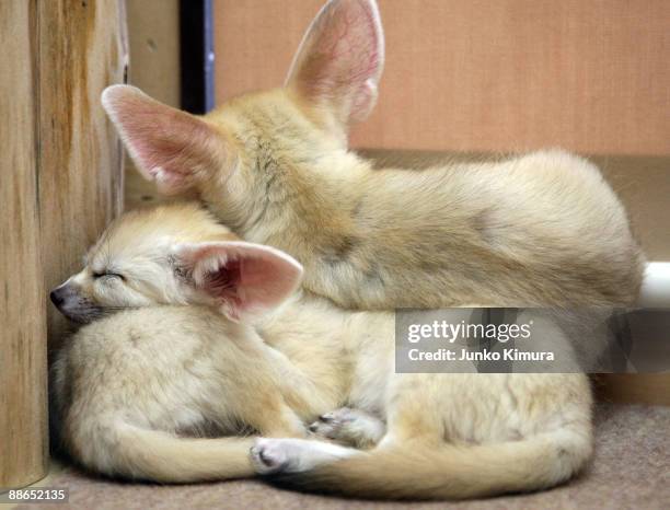 Three baby Fennecs sleep on one another at Sunshine International Aquarium on June 24, 2009 in Tokyo, Japan. The small nocturnal fox babies were born...